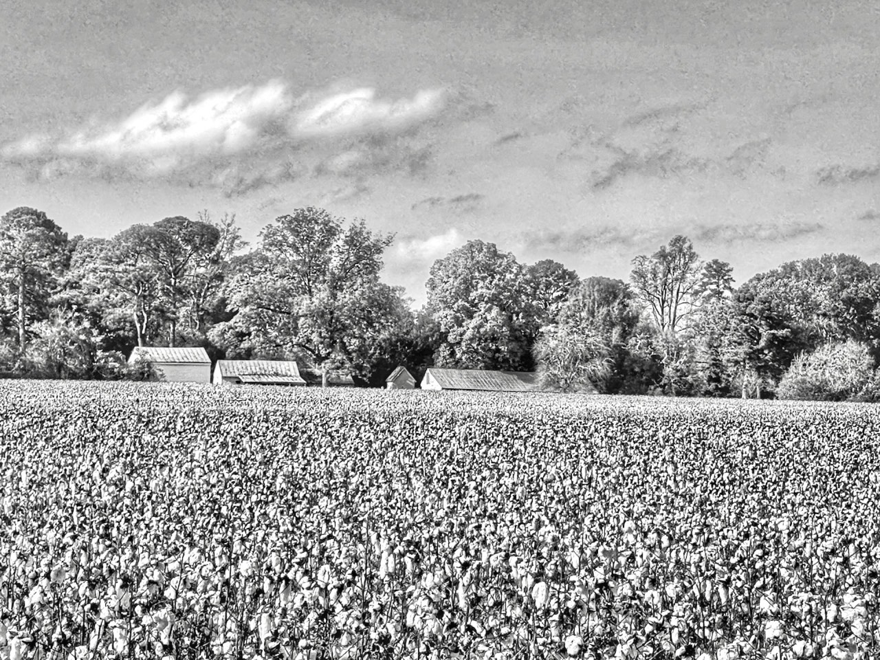 Northeast North Carolina farmland