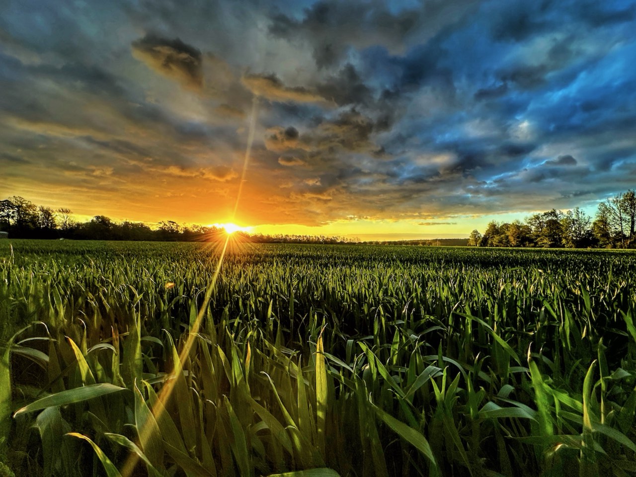 Northeast North Carolina farmland