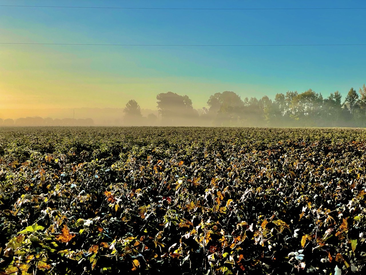 Northeast North Carolina farmland